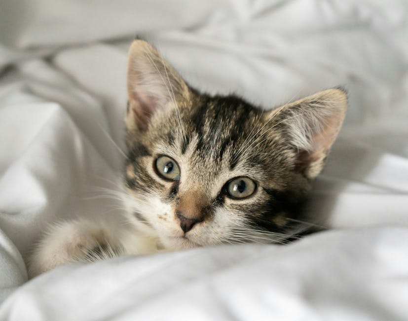 Cute Pets - Adorable tabby kitten relaxing on a white blanke #29995120