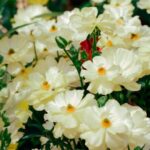 Flowers & Plants - A vibrant display of pale yellow blossoms flouri #30881519