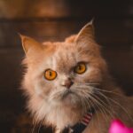 Cute Pets - Charming Persian cat with striking orange eyes,  #31289460
