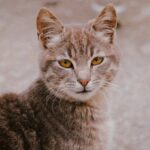Cute Pets - A striking portrait of a tabby cat showcasing it #31831043