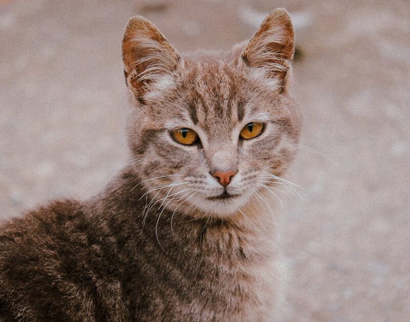 Cute Pets - A striking portrait of a tabby cat showcasing it #31831043