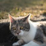 Cute Pets - A cute cat with golden eyes lounging outdoors in #31871496