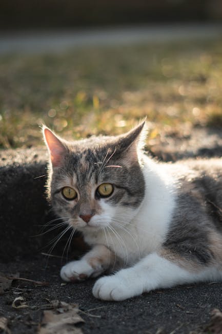 Cute Pets - A cute cat with golden eyes lounging outdoors in #31871496