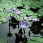 Flowers & Plants - Discover serene water lilies blooming vividly in #32250870