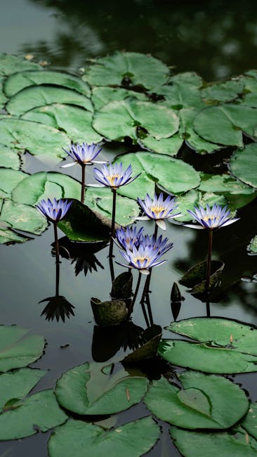 Flowers & Plants - Discover serene water lilies blooming vividly in #32250870