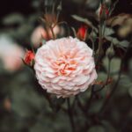 Flowers & Plants - Close-up of a blooming pink rose surrounded by r #32789775