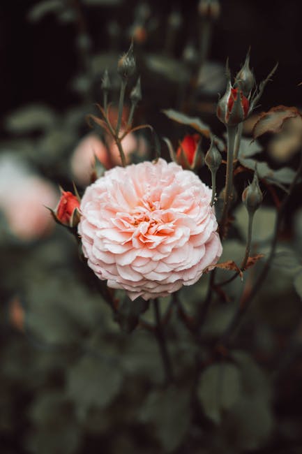 Flowers & Plants - Close-up of a blooming pink rose surrounded by r #32789775