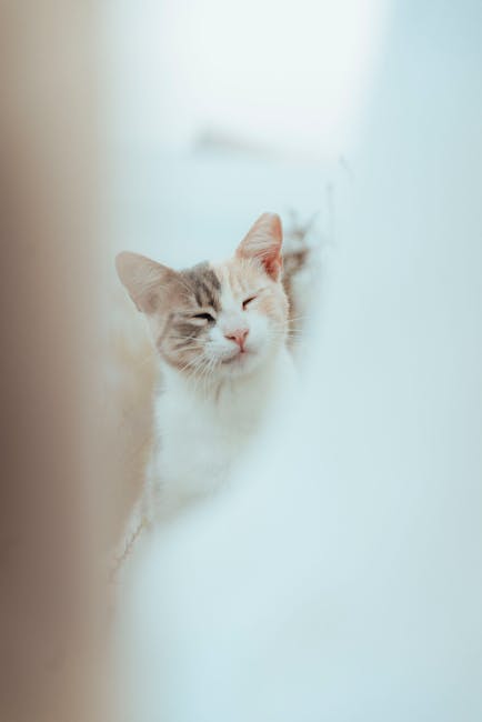 Cute Pets - Charming domestic cat in blurred soft-focus sett #33238873