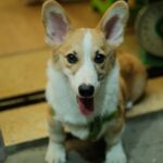 Cute Pets - A charming Corgi puppy with big ears and a happy #33300768