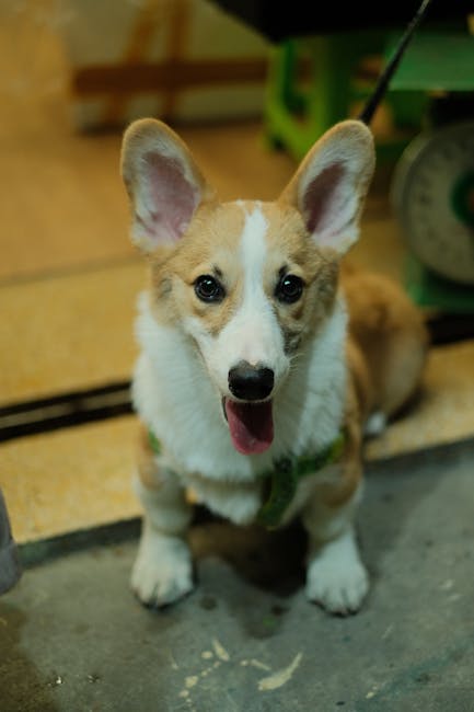 Cute Pets - A charming Corgi puppy with big ears and a happy #33300768