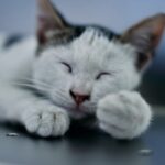 Cute Pets - Adorable white kitten peacefully sleeping on a f #33333668