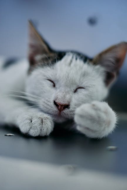 Cute Pets - Adorable white kitten peacefully sleeping on a f #33333668