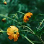 Flowers & Plants - Close-up of bright orange flowers with rich gree #33994834