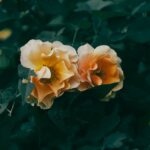 Flowers & Plants - Close-up of two peach roses surrounded by dark g #34138494