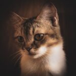 Cute Pets - A captivating close-up of a curious kitten with  #34201159