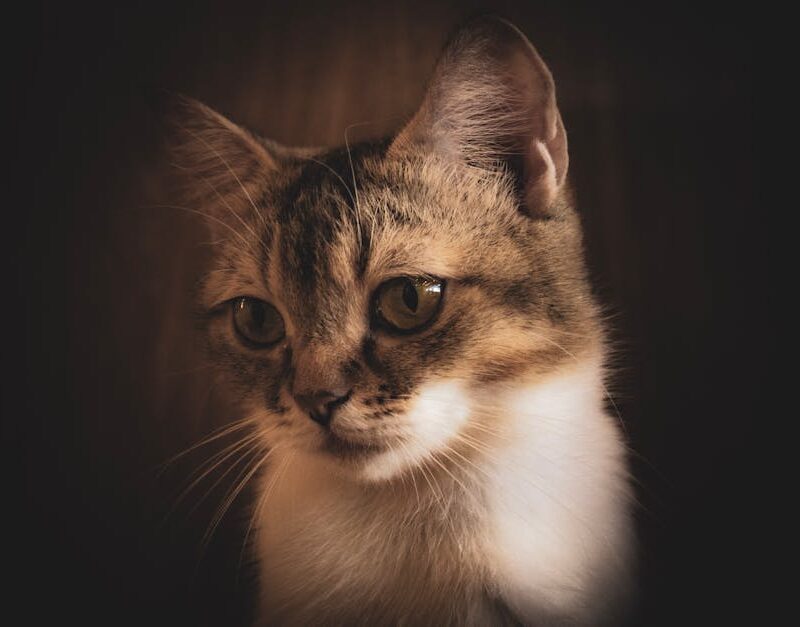 Cute Pets - A captivating close-up of a curious kitten with  #34201159