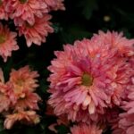 Flowers & Plants - Close-up of vibrant pink chrysanthemums with wat #34643057