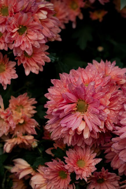 Flowers & Plants - Close-up of vibrant pink chrysanthemums with wat #34643057