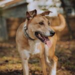 Cute Pets - A brown dog with a collar playing happily in a s #34746681