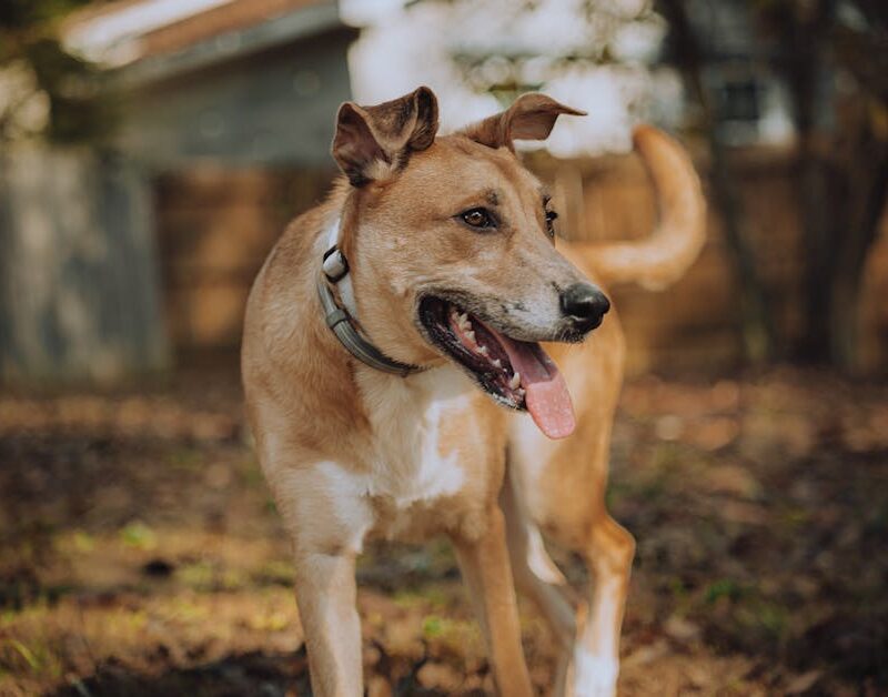 Cute Pets - A brown dog with a collar playing happily in a s #34746681