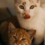 Cute Pets - Two adorable cats, a ginger tabby and a white fe #34990726