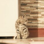 Cute Pets - A calm tabby kitten sits in warm sunlight agains #35111818