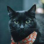 Cute Pets - Adorable black cat wearing a patterned bandana,  #35134951