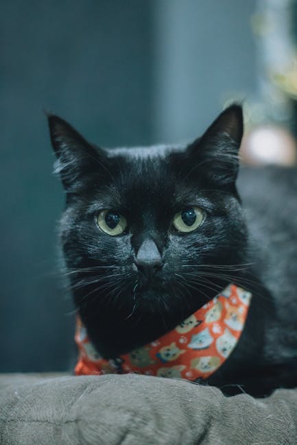 Cute Pets - Adorable black cat wearing a patterned bandana,  #35134951