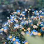 Flowers & Plants - Close-up of vibrant blue daisies blooming in a f #35382677