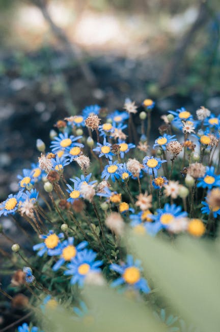 Flowers & Plants - Close-up of vibrant blue daisies blooming in a f #35382677