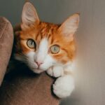 Cute Pets - A cute ginger cat with bright eyes resting on a  #35569231