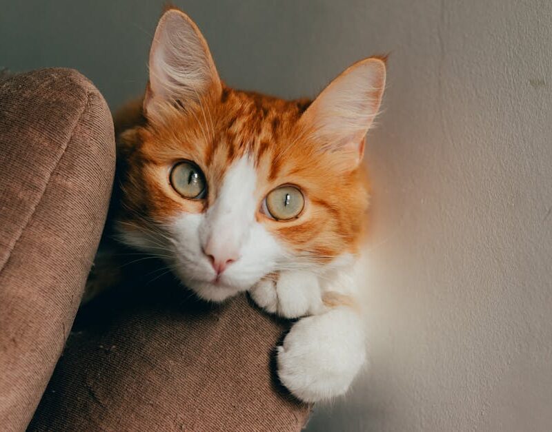 Cute Pets - A cute ginger cat with bright eyes resting on a  #35569231