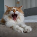 Cute Pets - Ginger cat yawning and stretching on a cozy bed, #35620583