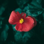 Flowers & Plants - Close-up of a blooming red begonia flower surrou #35655776