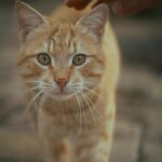 Cute Pets - Close-up of a ginger cat being petted outdoors,  #35845924
