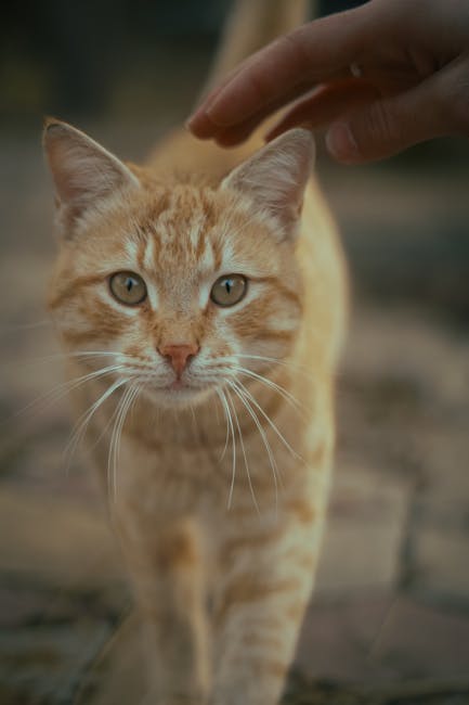 Cute Pets - Close-up of a ginger cat being petted outdoors,  #35845924