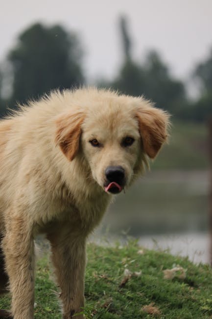 Cute Pets - A charming fluffy dog enjoying the outdoors, dep #36137803