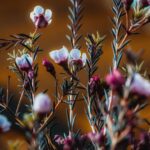 Flowers & Plants - Vibrant close-up of wildflowers with pink and wh #36280314