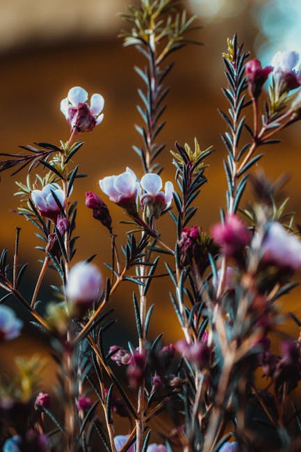 Flowers & Plants - Vibrant close-up of wildflowers with pink and wh #36280314