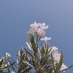 Flowers & Plants - Vibrant white oleander flowers blooming under a  #36360058