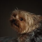 Cute Pets - A Yorkshire Terrier dog with soft fall lighting  #36444837
