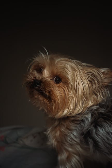 Cute Pets - A Yorkshire Terrier dog with soft fall lighting  #36444837