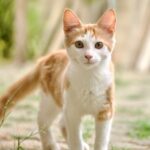 Cute Pets - Adorable ginger kitten with a pink nose standing #36582341