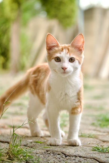 Cute Pets - Adorable ginger kitten with a pink nose standing #36582341