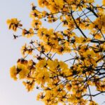 Flowers & Plants - Vibrant yellow flowers blossoming on branches se #36583581
