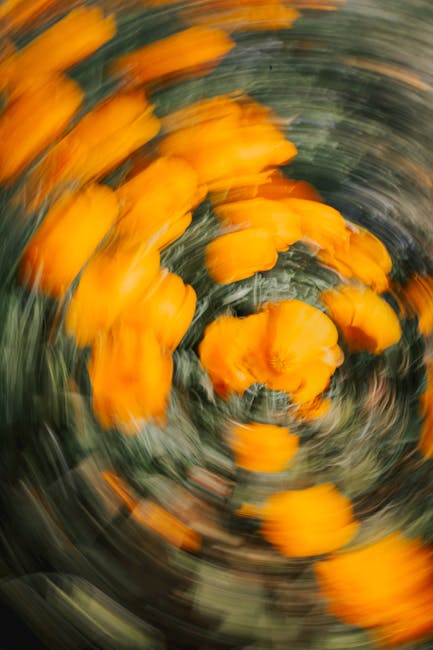 Flowers & Plants - Swirling motion blur of bright orange flowers cr #36759257
