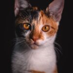 Cute Pets - Close-up portrait of a calico cat with striking  #3777620