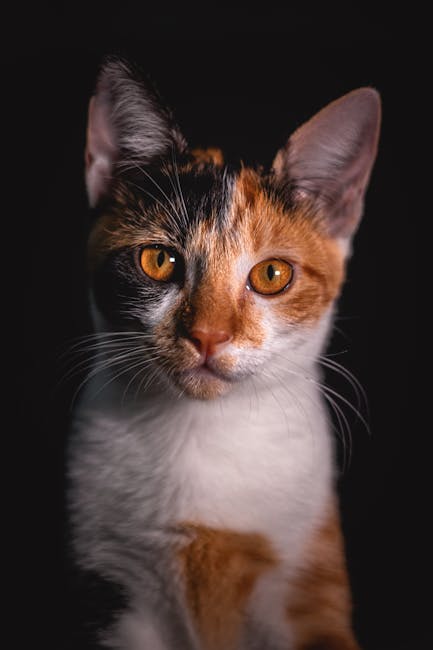 Cute Pets - Close-up portrait of a calico cat with striking  #3777620