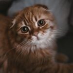 Cute Pets - Charming portrait of a Scottish Fold kitten with #3977415
