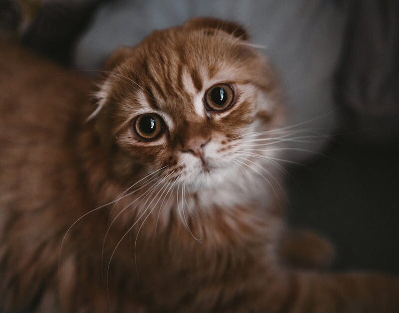 Cute Pets - Charming portrait of a Scottish Fold kitten with #3977415